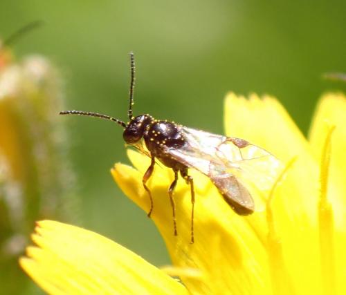 Réf. 285 673 : Tersilochinae inconnu